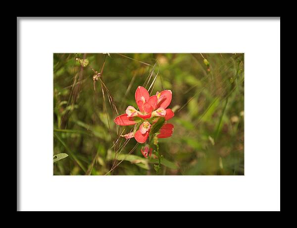 Texas Hill Country Framed Print featuring the photograph Texas Paintbrush by Frank Madia