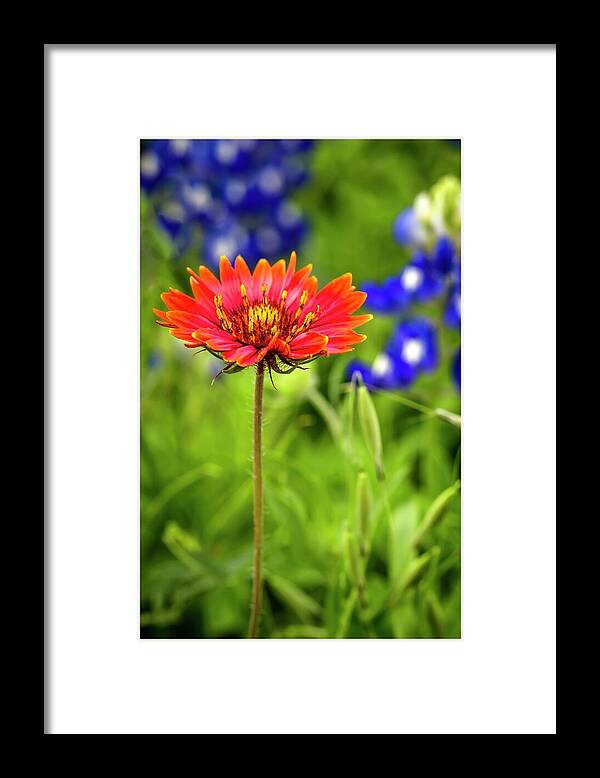 Texas Framed Print featuring the photograph Texas Party Girl by Harriet Feagin