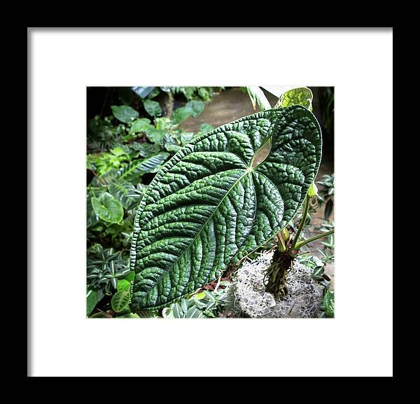 Green Framed Print featuring the photograph Texture of a Leaf by Richard Goldman