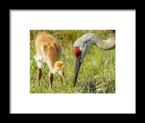 Sandhill Crane Framed Print featuring the photograph Thanks Mom by Lynda Dawson-Youngclaus