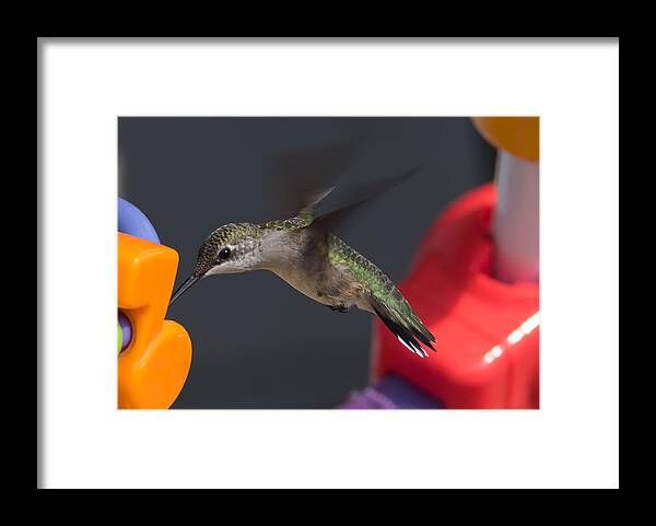 Hummingbird Framed Print featuring the photograph Not the Right Note by Holden The Moment