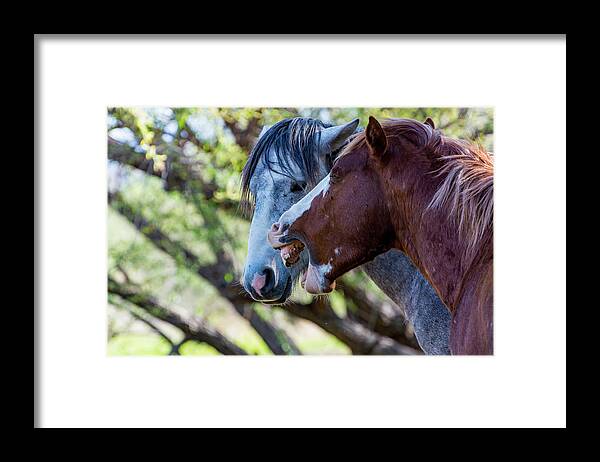 Horse Framed Print featuring the photograph That's What She Said by Douglas Killourie