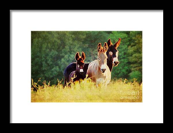 Agriculture Framed Print featuring the photograph The A Family by Darren Fisher