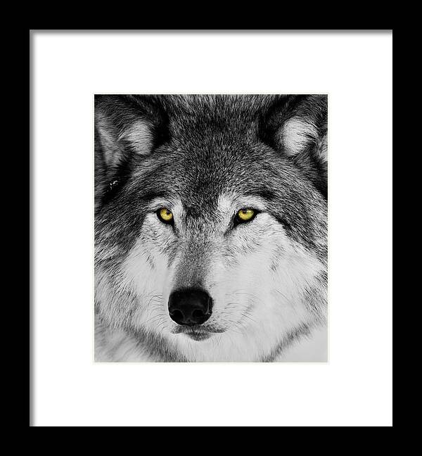 Yellow Eyed Wolf Framed Print featuring the photograph The Alpha Portrait by Mircea Costina Photography