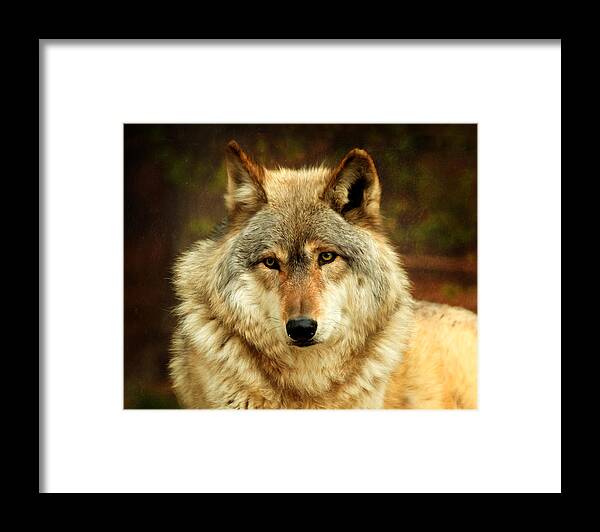 Animal Framed Print featuring the photograph The Alpha by Susan Rissi Tregoning