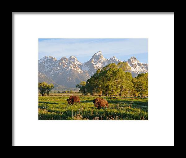 Bison Framed Print featuring the photograph The American West by Aaron Spong