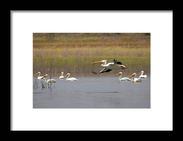 American White Pelican Framed Print featuring the digital art The American White Pelicans by Ernest Echols