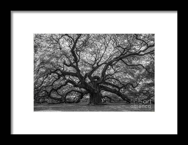 Angel Oak Tree Framed Print featuring the photograph The Angel Oak Tree BW by Michael Ver Sprill