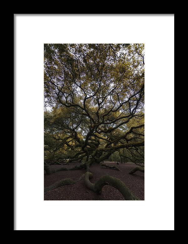 Angel Oak Tree Framed Print featuring the photograph The Angel Oak Tree by Rick Berk
