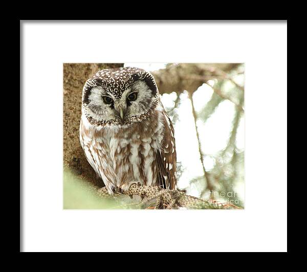 Owls Framed Print featuring the photograph The apple of my eye by Heather King