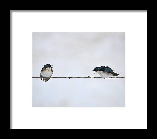 Tree Swallows Framed Print featuring the photograph The Argument by Whispering Peaks Photography