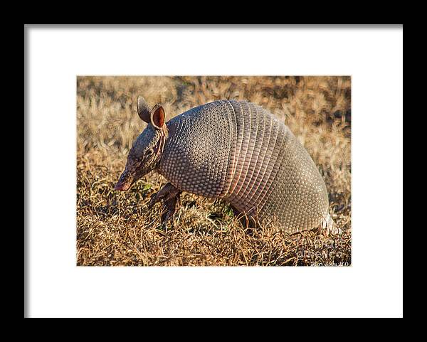 Nature Framed Print featuring the photograph The Nine Banded Armadillo by Barry Bohn