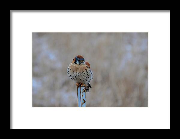 American Kestrelmagnificently Framed Print featuring the photograph The Art and Image of Kestrel by Rae Ann M Garrett