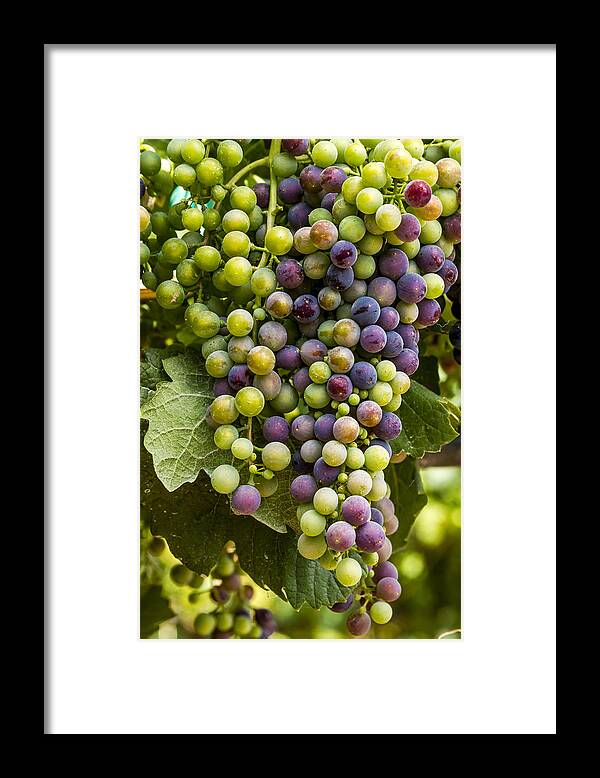 Colorado Vineyard Framed Print featuring the photograph The Art of Wine Grapes by Teri Virbickis