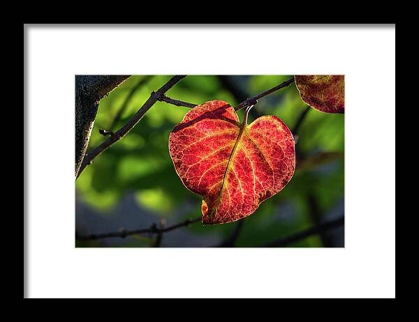 Fall Framed Print featuring the photograph The Autumn Heart by Bill Pevlor