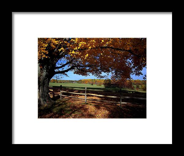 Trees Framed Print featuring the photograph The Autumn Tree by Don Struke