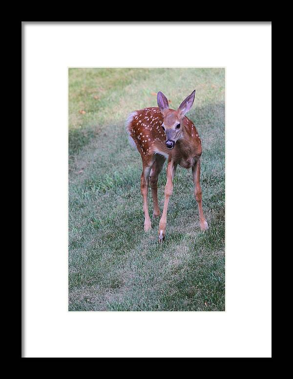 Deer Framed Print featuring the photograph The Bambi Stance by Karol Livote