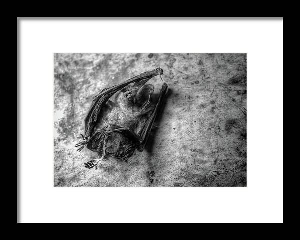 Black Framed Print featuring the photograph The Bat by Jeffrey Platt
