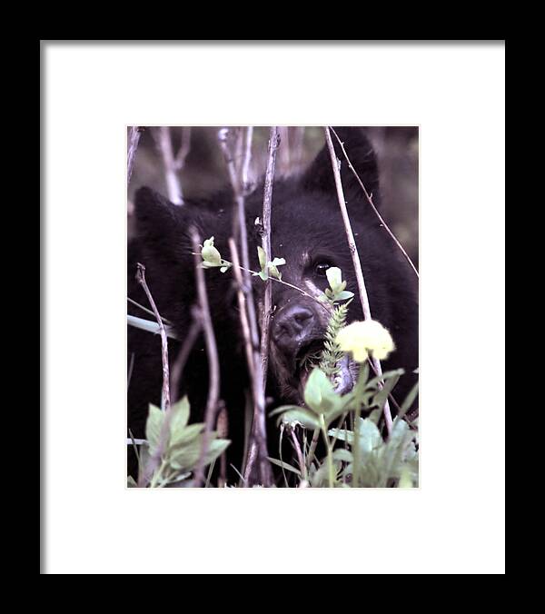 Bearcub Black Bear Dandelion Nature Wildlife Grass Cute  Framed Print featuring the photograph The Bearcub and the Dandelion by Bastiaan De Peuter