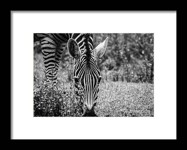 Nature Framed Print featuring the photograph The Beauty in Black n White by George Kenhan