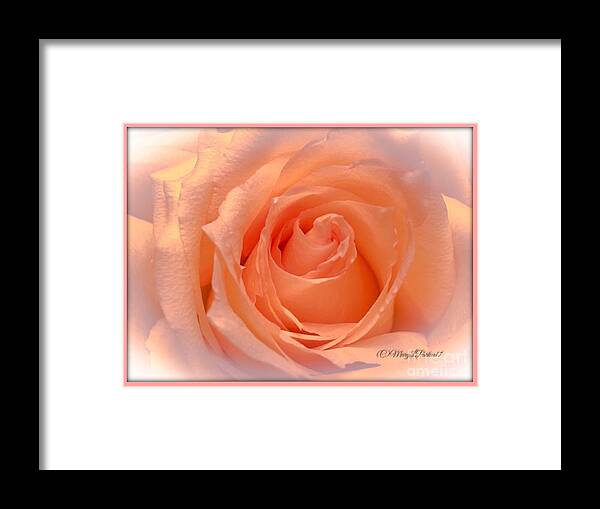 Photograph Framed Print featuring the photograph The Beauty Of A Rose copyright Mary Lee Parker 17, by MaryLee Parker