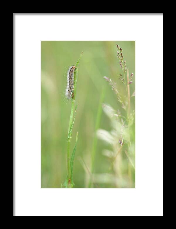 Animal Framed Print featuring the photograph The beauty of caterpillars by Natura Argazkitan