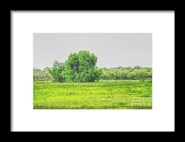Beauty Framed Print featuring the photograph The Beauty of Santa Ana by Gary Richards