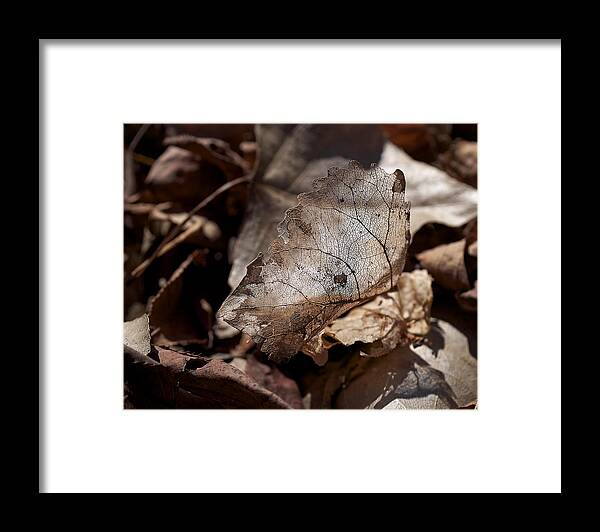 Leaf Framed Print featuring the photograph The Beauty of the End by Rona Black