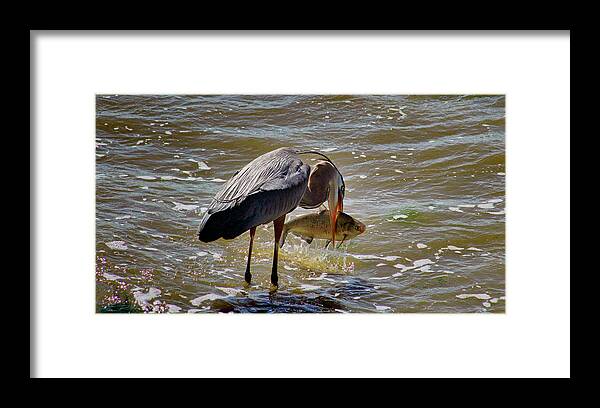 Great Blue Heron Framed Print featuring the photograph The Big Catch by Ola Allen