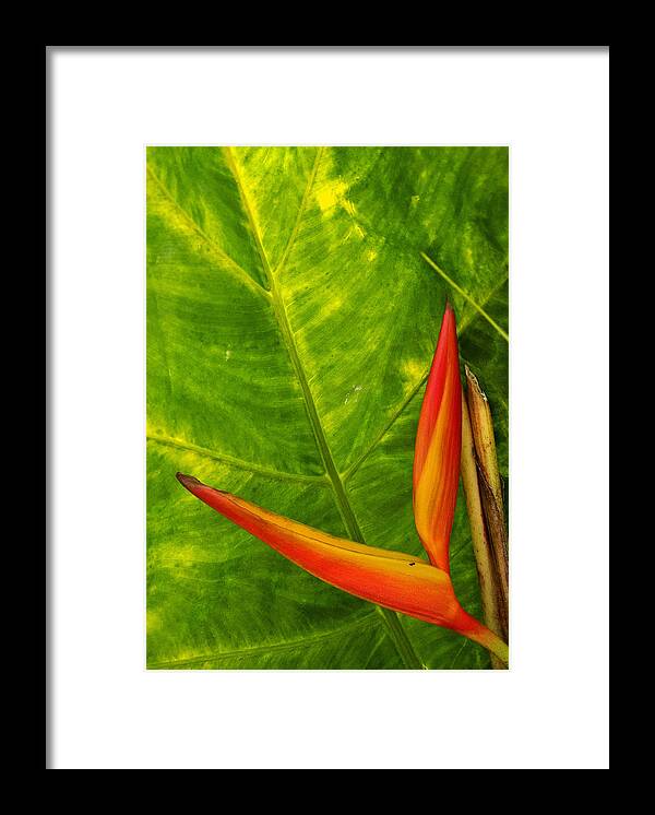 Scenic Framed Print featuring the photograph The Bird of Paradise by Doug Davidson