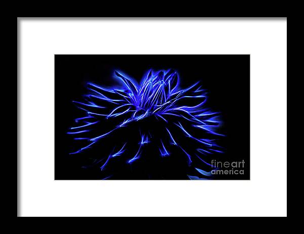  Framed Print featuring the photograph The Blue Dahlia by Marilyn Cornwell