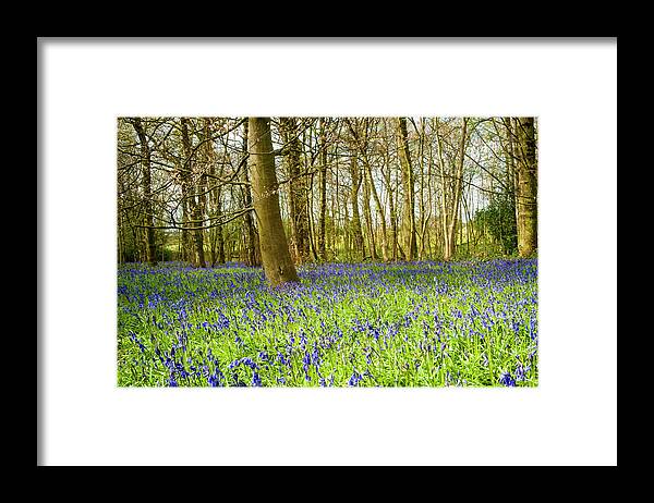Bluebell Framed Print featuring the photograph The Bluebell wood in spring. by John Paul Cullen