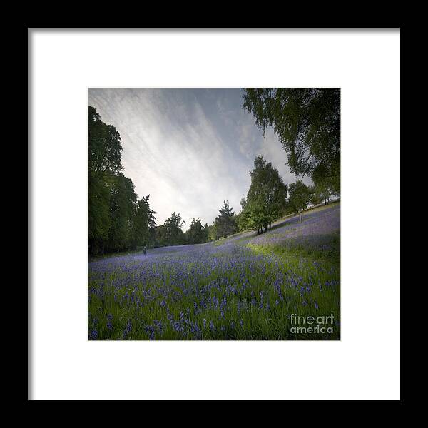 Bluebells Framed Print featuring the photograph The Bluebells by Ang El