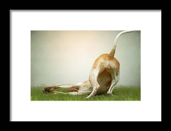 Dog Framed Print featuring the photograph The Bottom Line by Ethiriel Photography