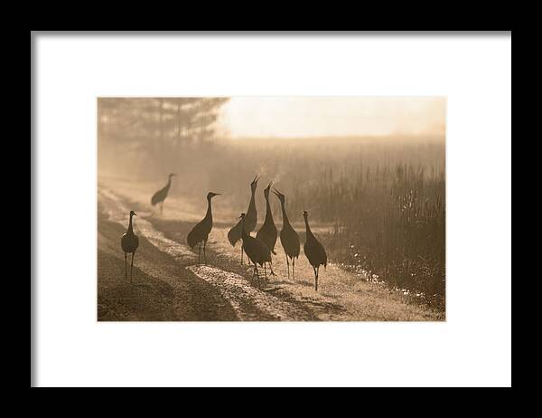 Sandhill Crane Framed Print featuring the photograph The Breath of A Sandhill Crane by Brook Burling