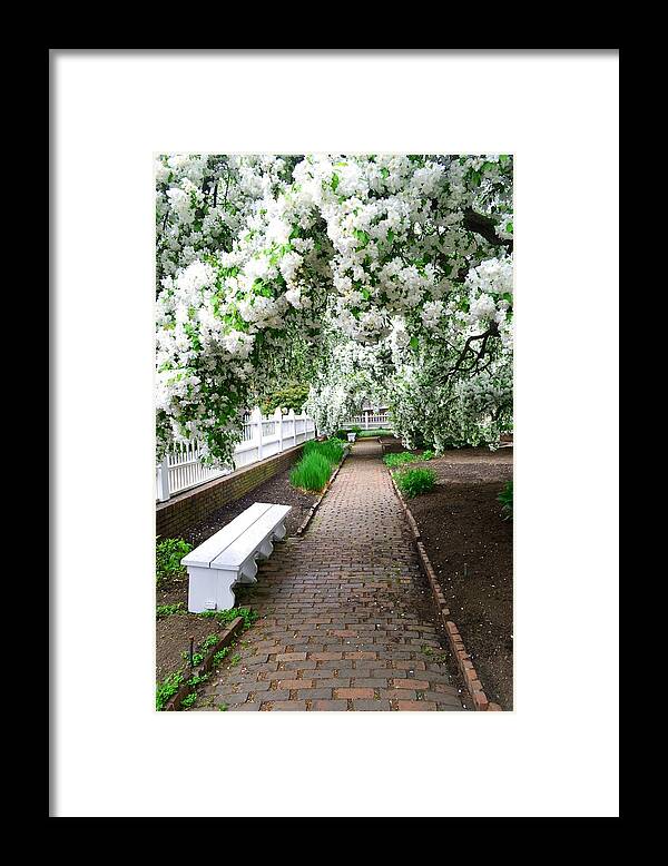 japanese Crabapple Trees Japanese Framed Print featuring the photograph The Bridal Path by Nina-Rosa Dudy