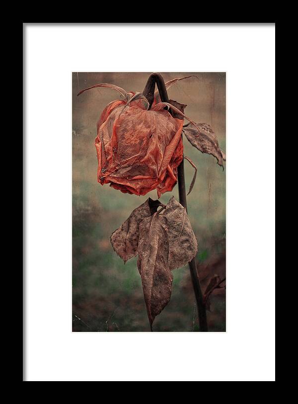 Rose Framed Print featuring the photograph The broken Rose by J C