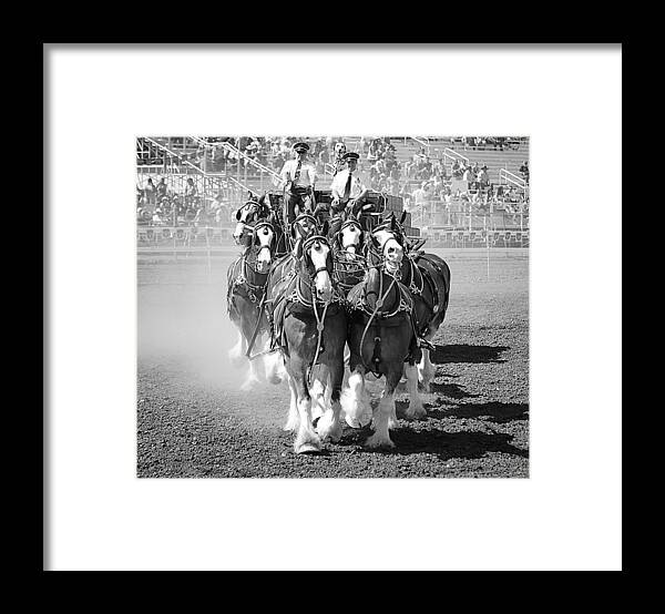 The Budweiser Clydesdales Framed Print featuring the photograph The Budweiser Clydesdales by Maria Jansson