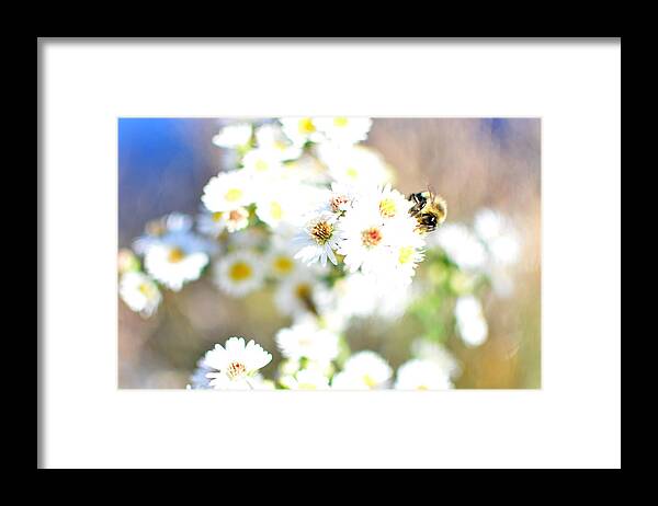 Bee Framed Print featuring the photograph The Buzz by Rachel Dyson Hrpcek