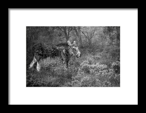 Moose Framed Print featuring the photograph The Calm of a Moose BW by Belinda Greb