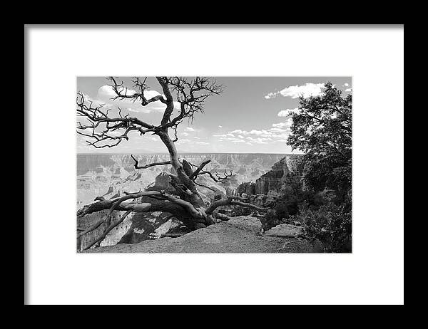 Dead Tree Framed Print featuring the photograph The Canyon's Edge BW by David Diaz