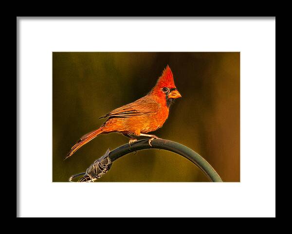 Cardinal Framed Print featuring the photograph The Cardinal by Don Durfee