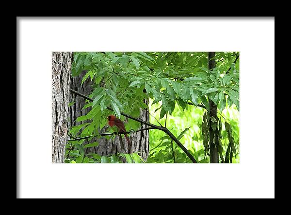 Bird Framed Print featuring the digital art The Cardinal in the Woods by Ed Stines