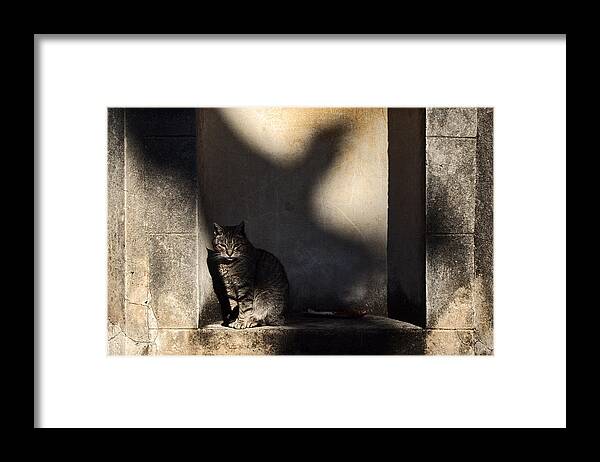 Cat Framed Print featuring the photograph The Cat and the Bird by Osvaldo Hamer
