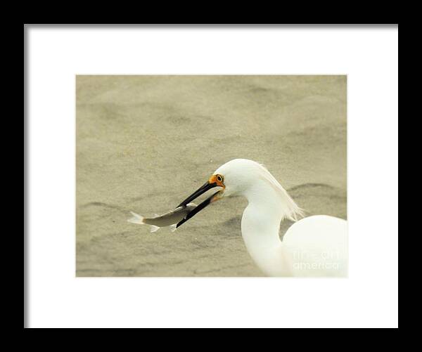 Wildlife Framed Print featuring the photograph The Catch by Jan Gelders