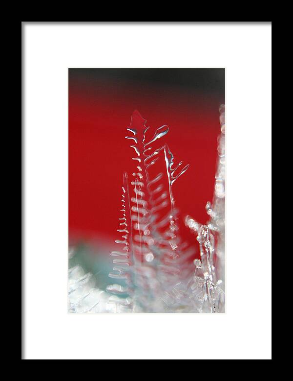 Ice Framed Print featuring the photograph The Clear Tree by Rachelle Johnston
