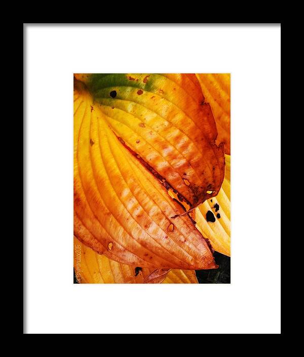 Autumn Framed Print featuring the photograph The Colors of Autumn by Mimulux Patricia No