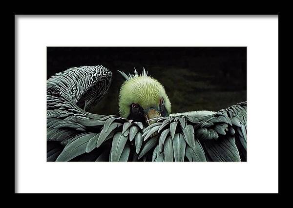 Pelican Framed Print featuring the photograph The Count by Deborah Ferrence