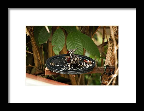 Birds Of Sri Lanka Framed Print featuring the photograph The crimson-backed flameback by Venura Herath