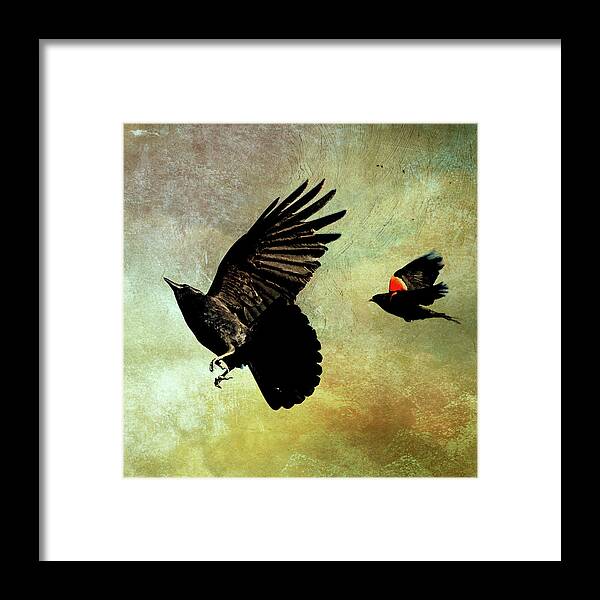 Crow Framed Print featuring the photograph The Crow and the Blackbird by Peggy Collins